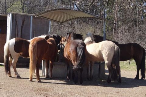 Reiten mit Islandpferden
