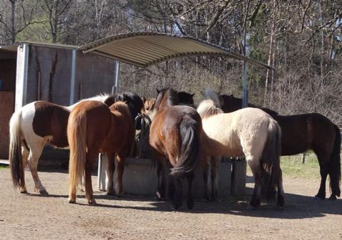 Reiten mit Islandpferden