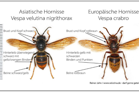 Vergleich der Asiatischen Hornisse (links) mit der heimischen und geschützten Europäischen Hornisse (rechts).