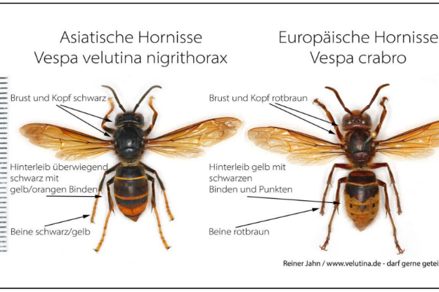 Vergleich der Asiatischen Hornisse (links) mit der heimischen und geschützten Europäischen Hornisse (rechts). 