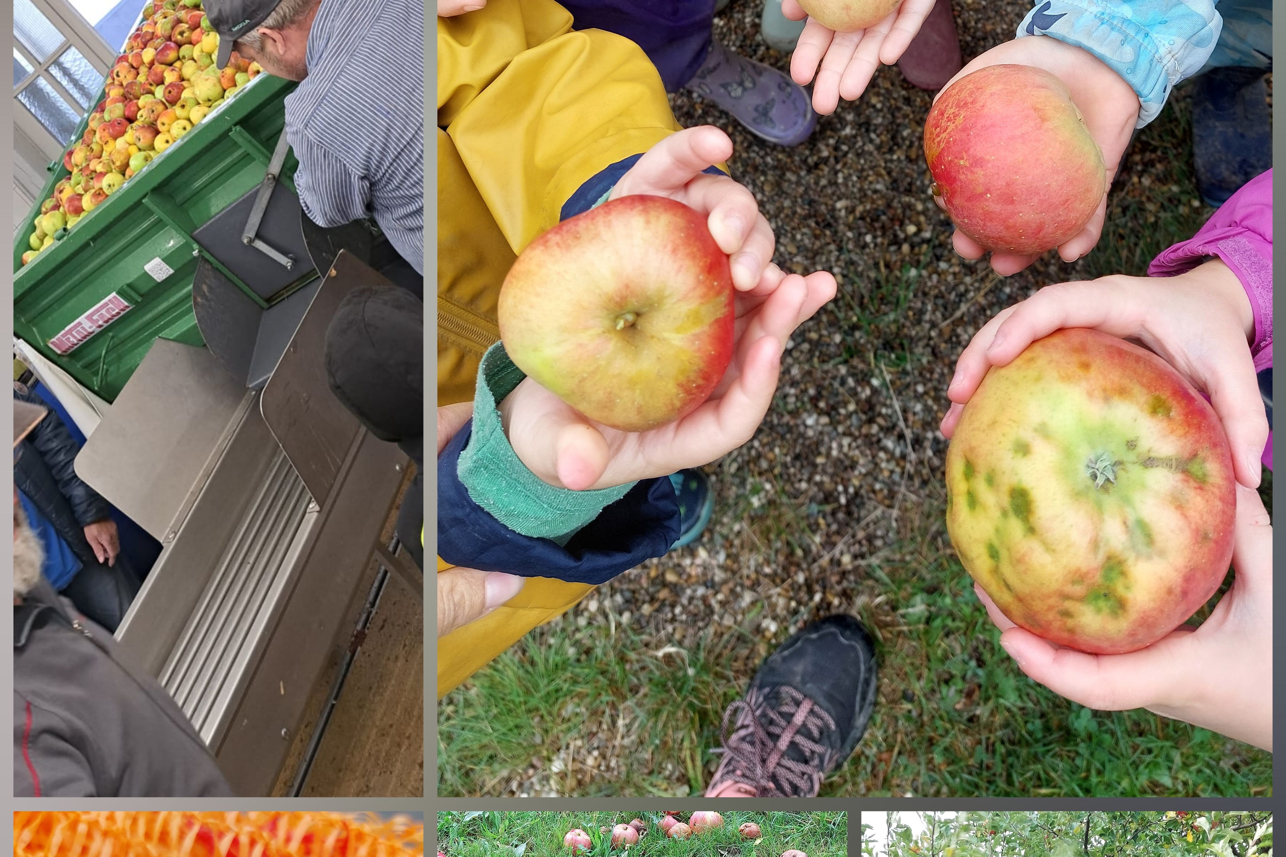 Die Kita Abenteuerland macht Apfelsaft.