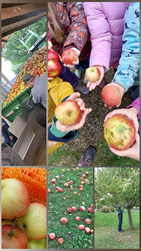 Die Kita Abenteuerland macht Apfelsaft.