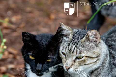 Die Katzenschutzverordnung tritt zum 1. Mai 2026 in Kraft.