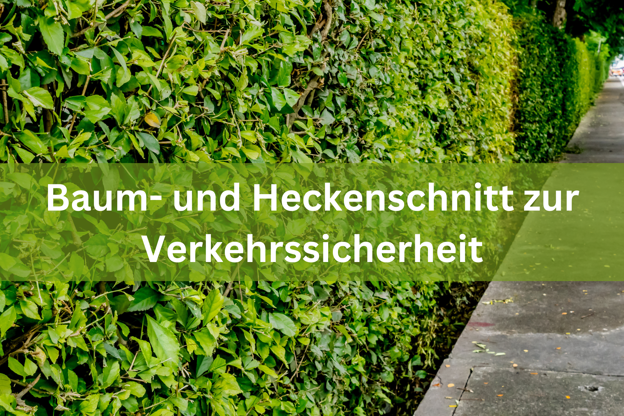 Die Pflegerückschnitte und Rückschnitte, die auf Grund der Verkehrssicherheit erforderlich sind, dürfen auch während der Vegetationszeit in der Zeit vom 01. März bis 30. September durchgeführt werden.