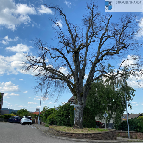 Die Linde in der Heidäckerstraße Ecke Rotestraße muss aus Verkehrssicherungsgründen gefäält werden.